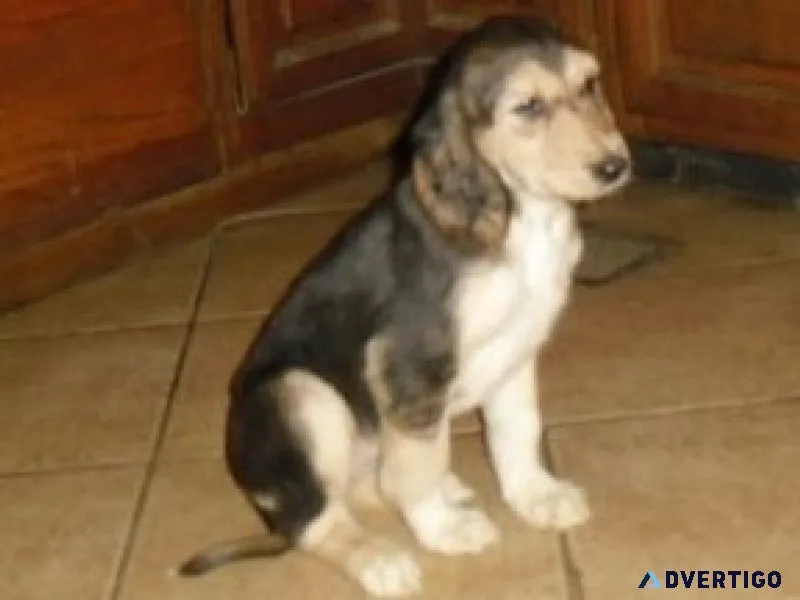 Bsg adorable afghan hound puppies