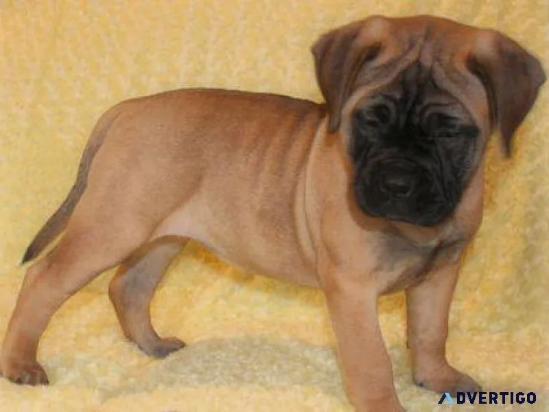 Home raised Bullmastiff Puppies For Sale