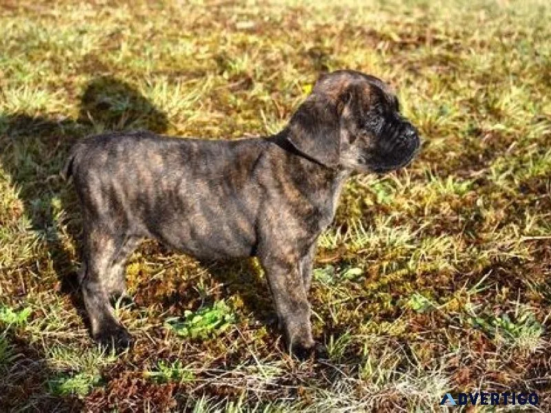 Well Socialized Cane Corso Puppies For Sale.