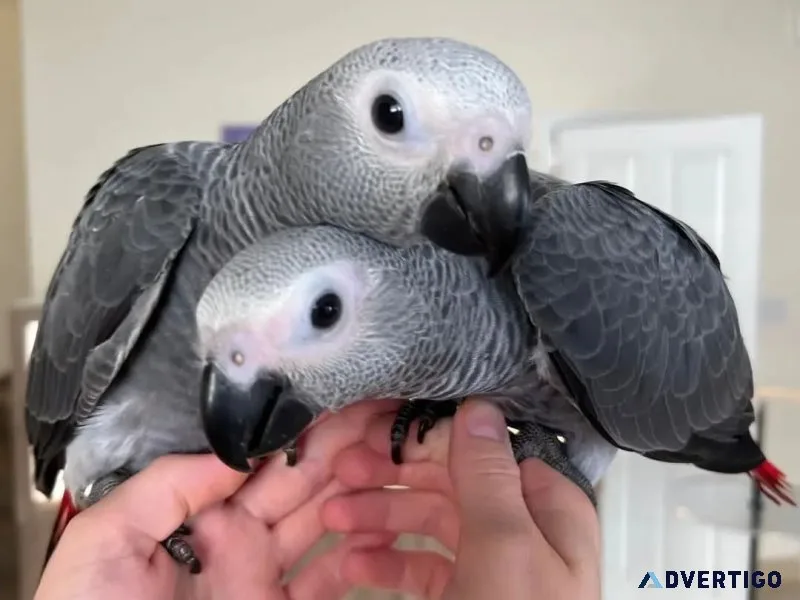 Fmale and female african grey parrot babies