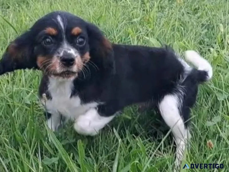Adorable Cavalier King Charles Spaniel puppies