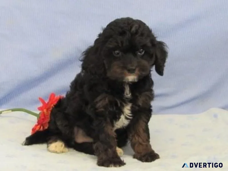 Lovely Cavapoo puppies for sale