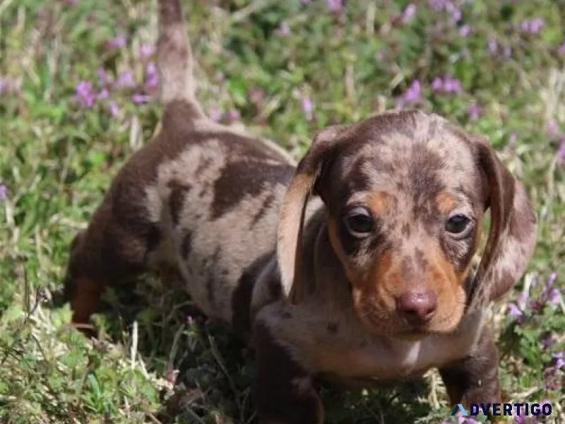 Astonished Dachshund Puppies  Ready 