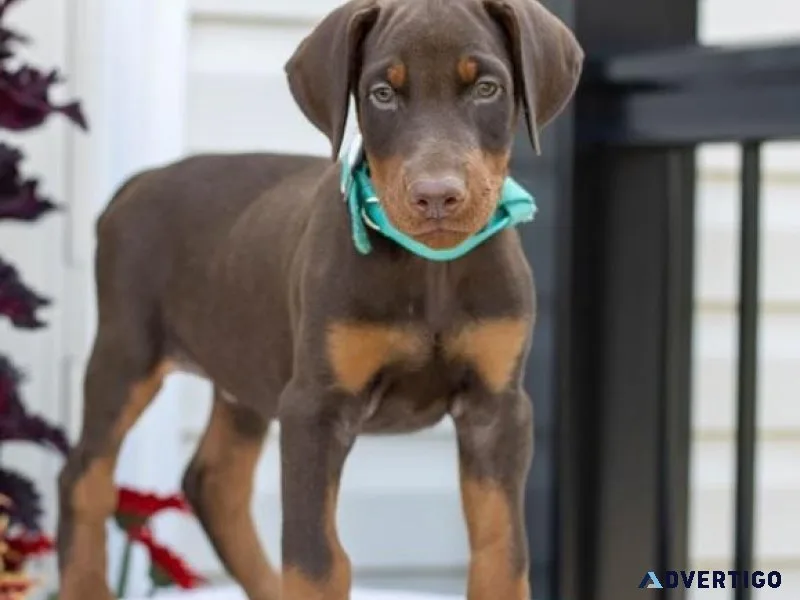 Well Trained Doberman Pinscher puppies