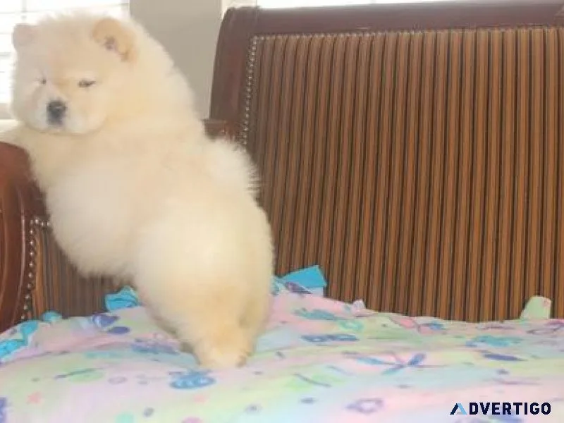 Home raised Chow Chow Puppies
