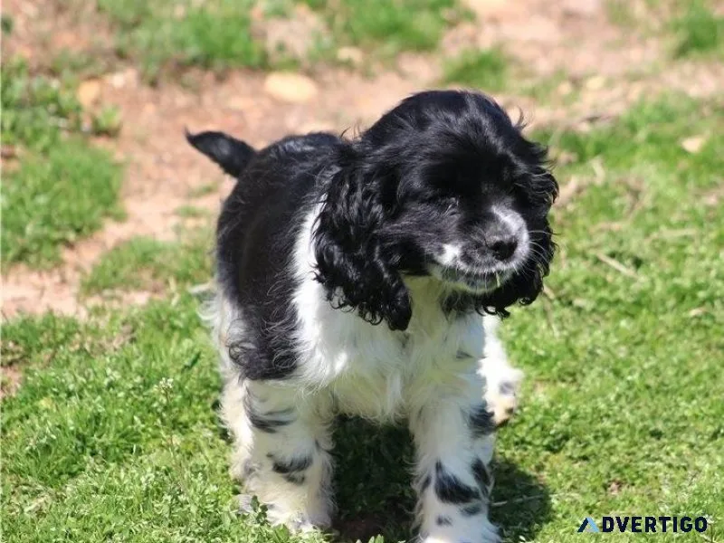 Beautiful Cocker Spaniel Puppies