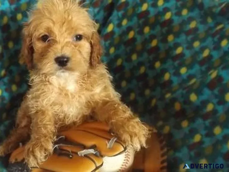Stunning Cockapoo Puppies Available.