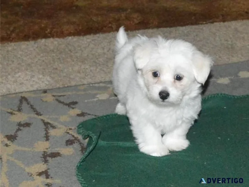 Adorable Coton De Tulear Puppies Available