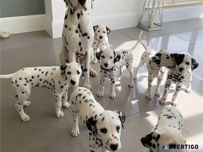 Gorgeous Dalmatian  Puppies Available.