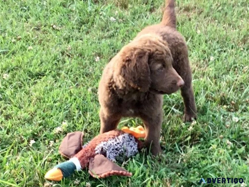 Well Trained Chesapeake Bay Retriever puppies