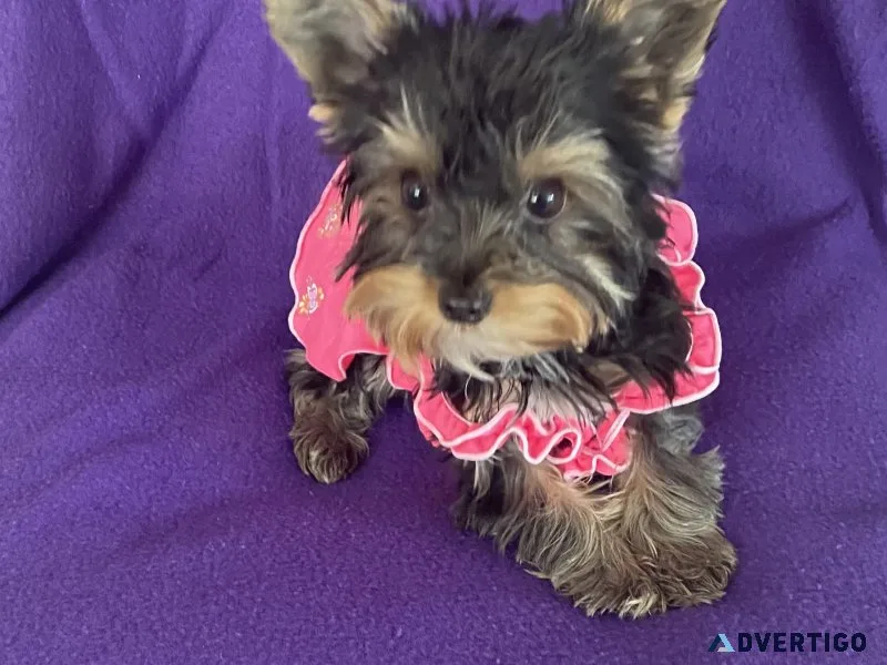 Teacup yorkie