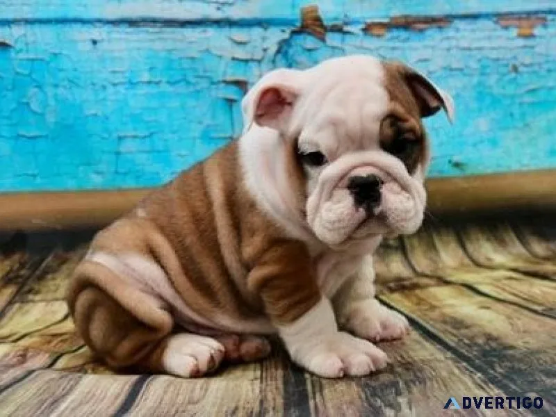 Healthy Mini English Bulldog puppies