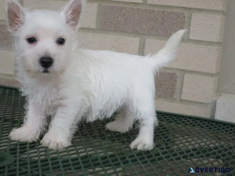 Gorgeous Westie Puppies for sale