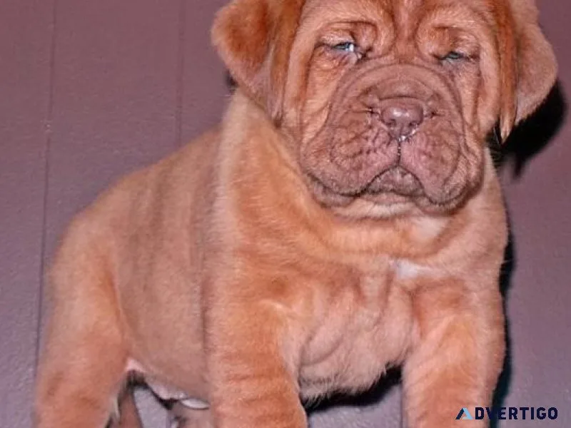 Home raised Dogue De Bordeaux puppies.