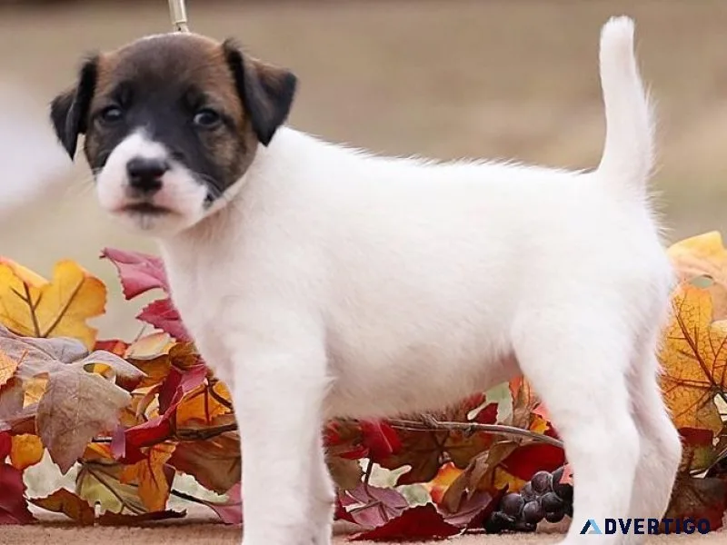 Amazing Fox Terrier puppies.
