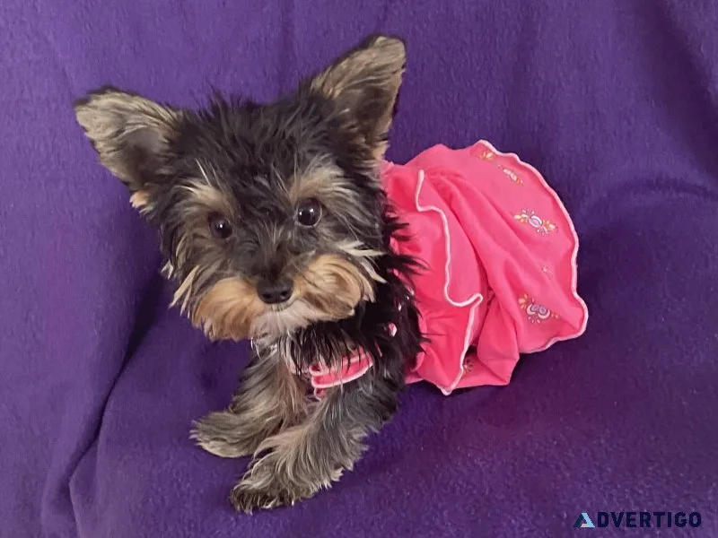 Teacup yorkie