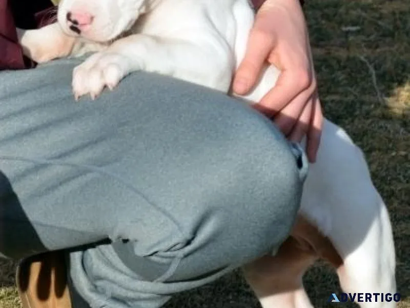 Well Socialized Dogo Argentino puppies