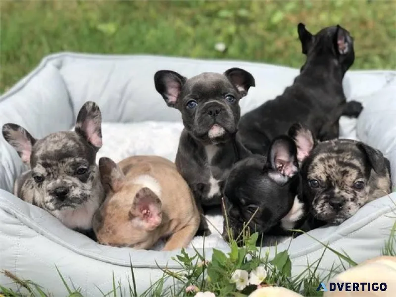 Cute French Bulldog puppies