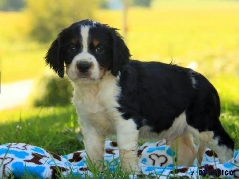 Amazing English Springer Spaniel Puppies