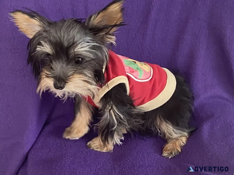 Teacup yorkie