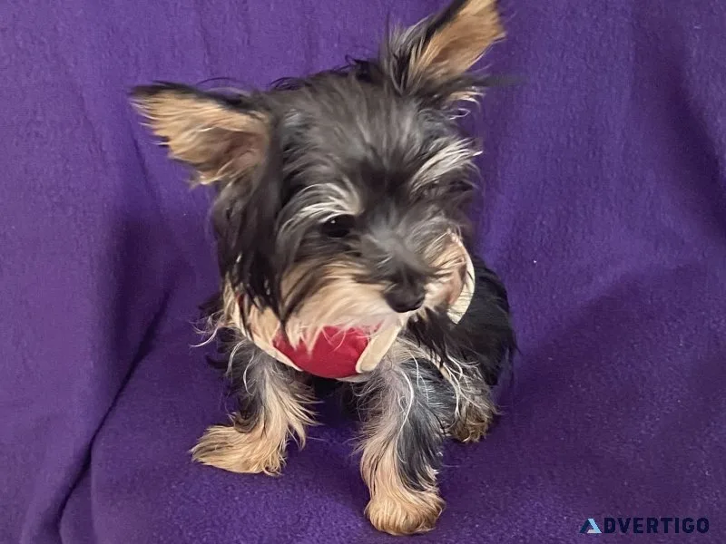 Teacup yorkie