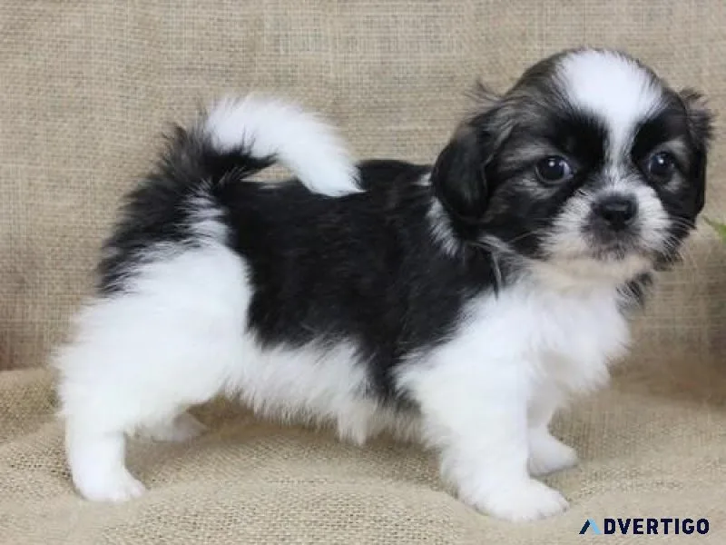 Most Cutest Shih Tzu Puppies for sale