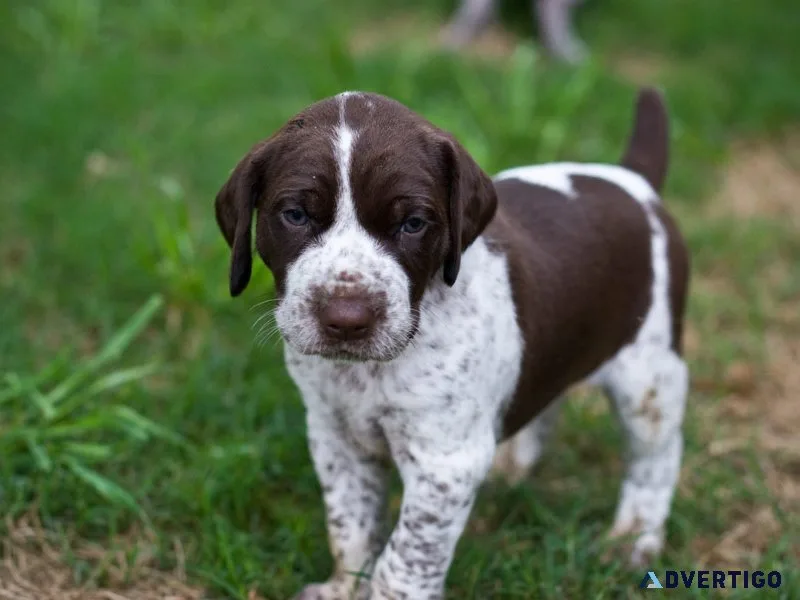 Well Trained German Shorthaired Pointer Puppies for sale