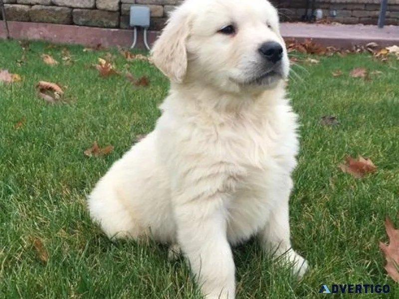 Sweet Golden Retriever Puppies available