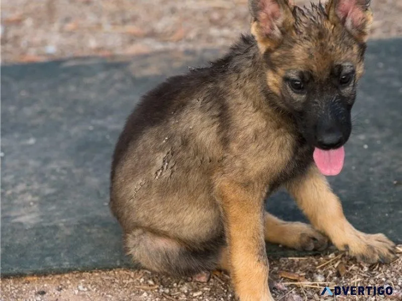 Potty Trained German Shepherd Dogs for sale.