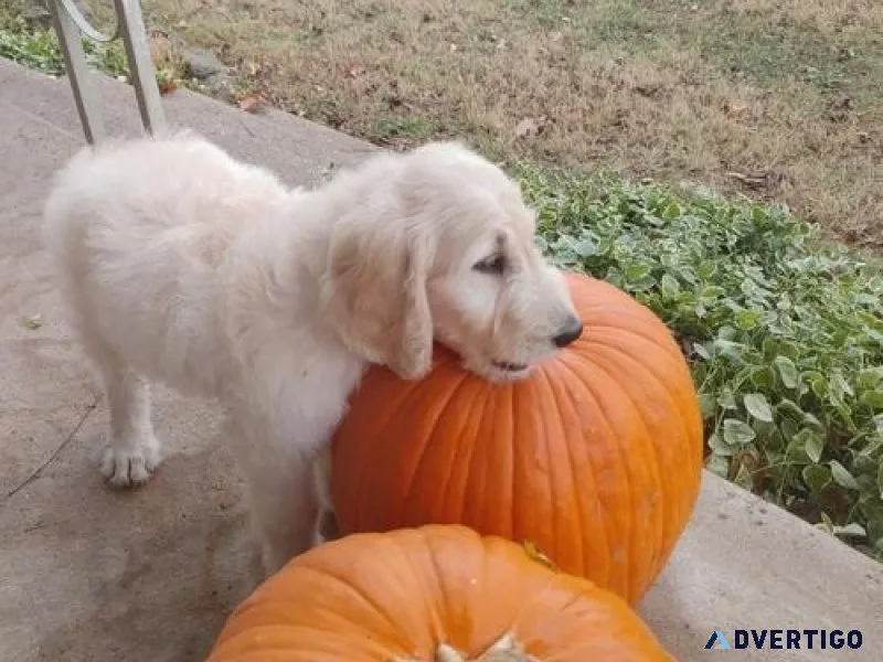 Cute Goldendoodle Puppies Available Now