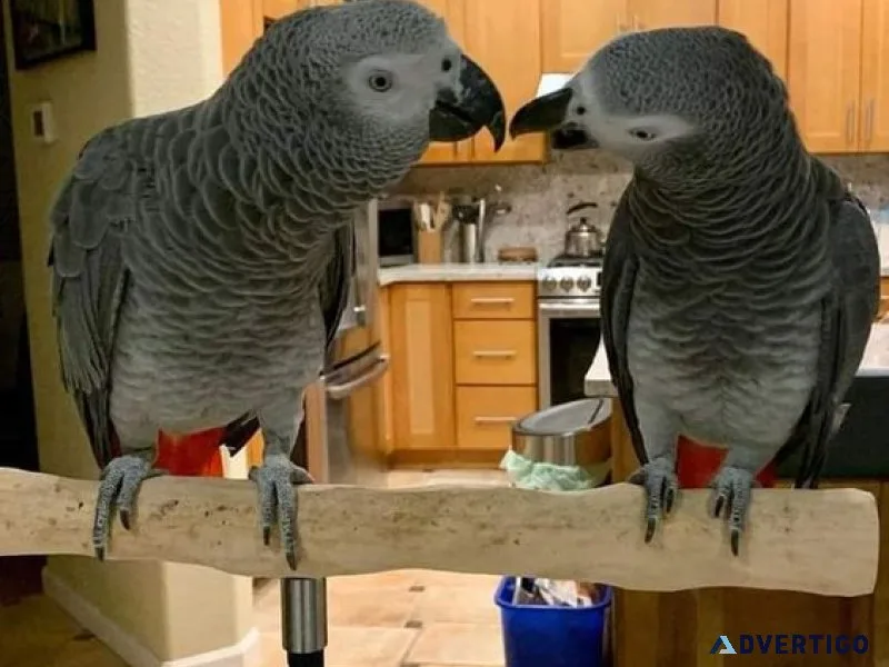 Home reared dna tested african gray parrots for sale