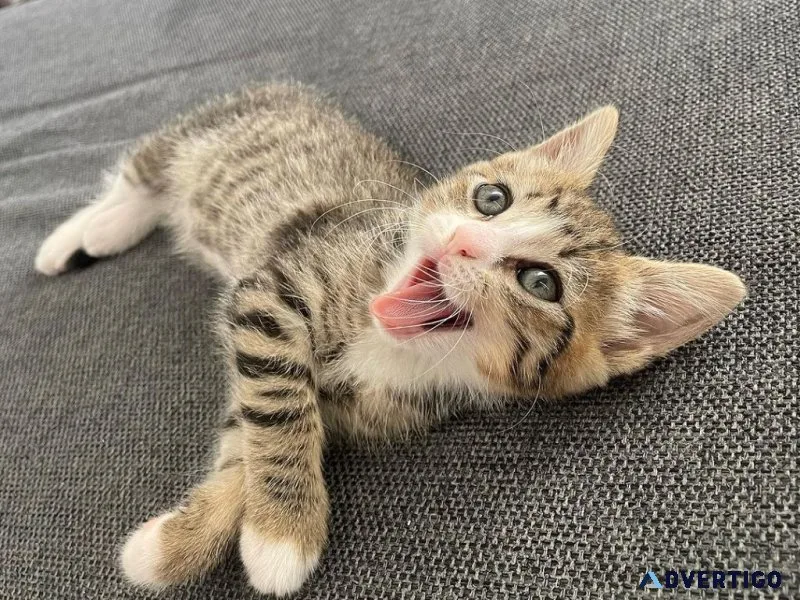 Meet maine coon kittens free for adoption