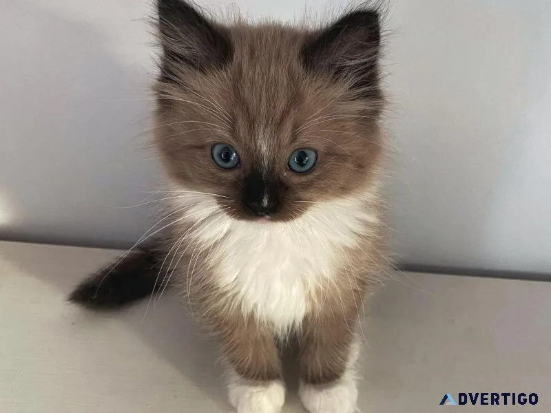 Fully vetted ragdoll kitten free for adoption