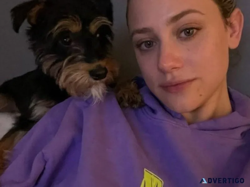 Puppy