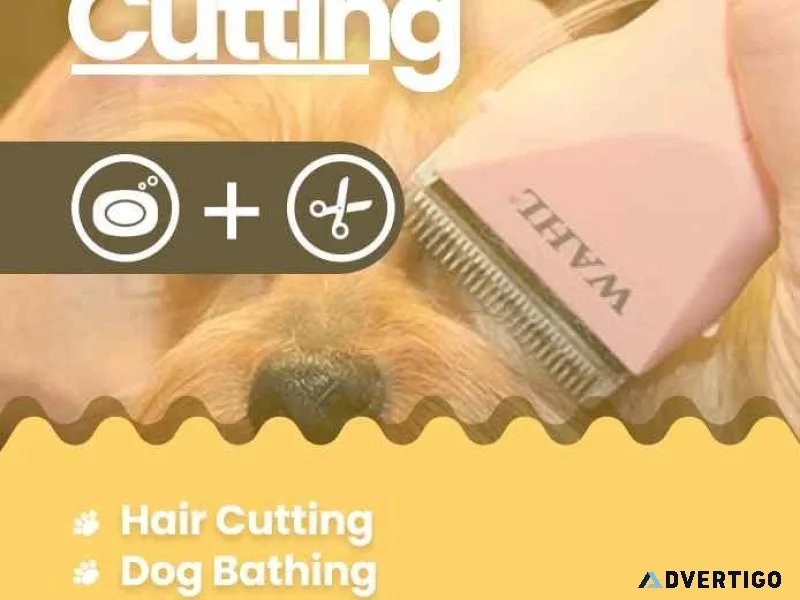 Dog Grooming in Chennai