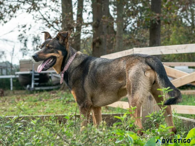 Dog Hostel in Delhi