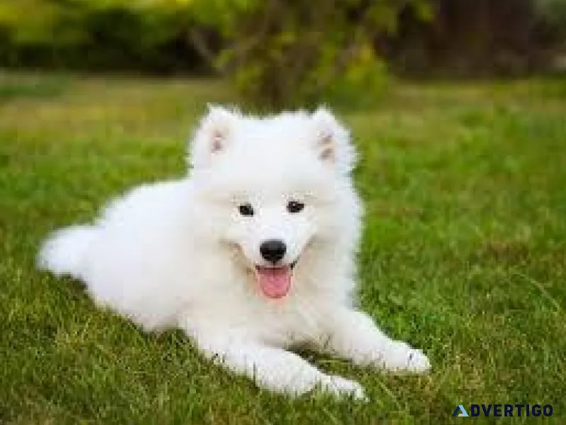 Samoyed