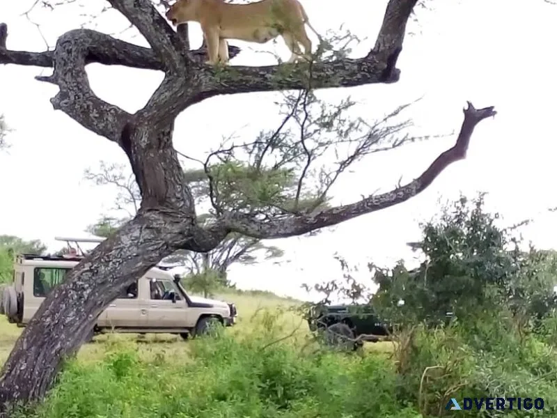 Tanzania safari booking deal 6 days eco lodge