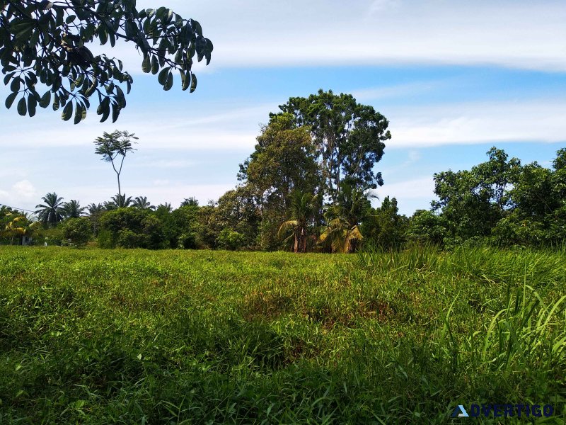 1.32 acres agri land nusa dusun at kuala linggi, malacca