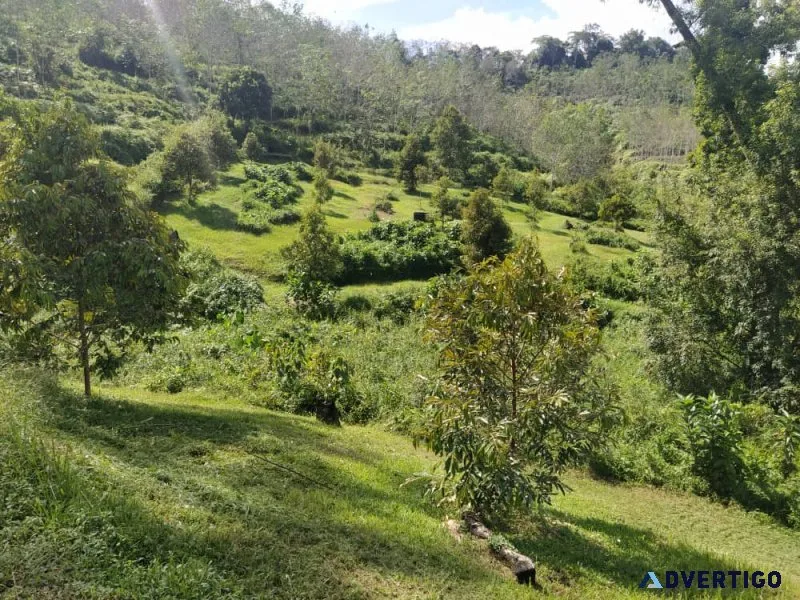 1.48 acres durian farm at kg tat sega, raub, pahang