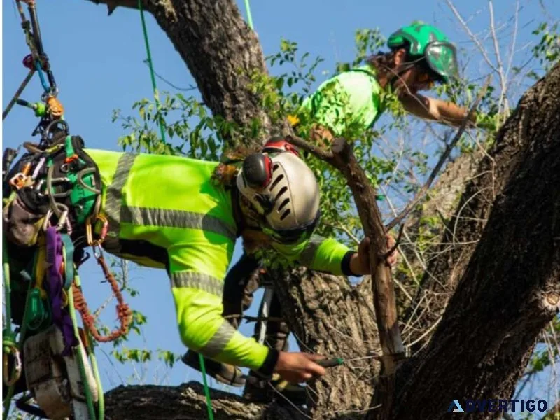 Professional tree trimming in texas – stellar tree services