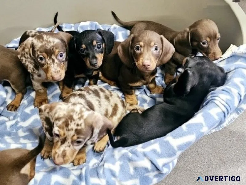 Miniature dachshunds puppies available