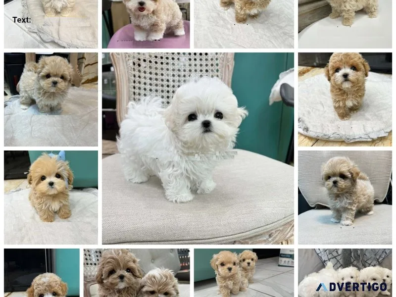 Mini maltipoo puppies