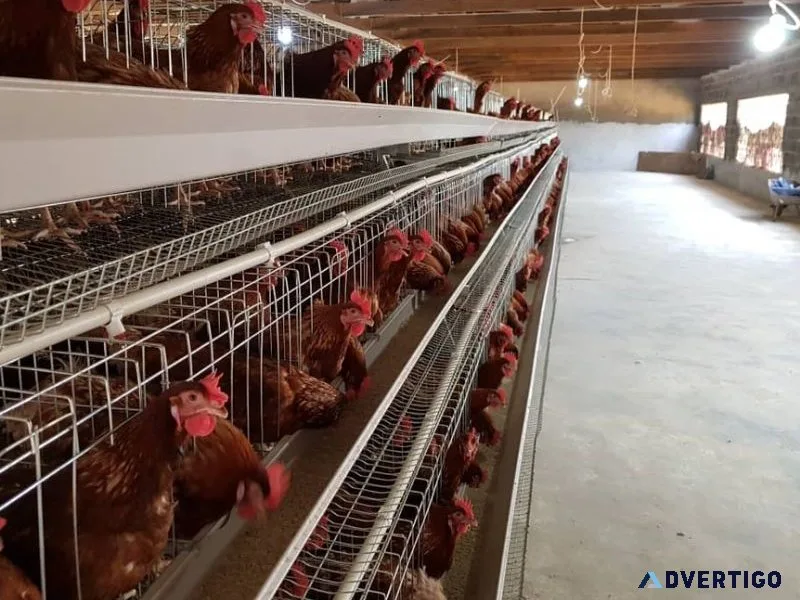 Poultry farming equipment: a comprehensive guide