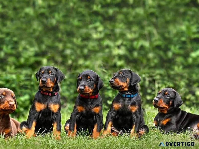 Doberman puppies available for sale
