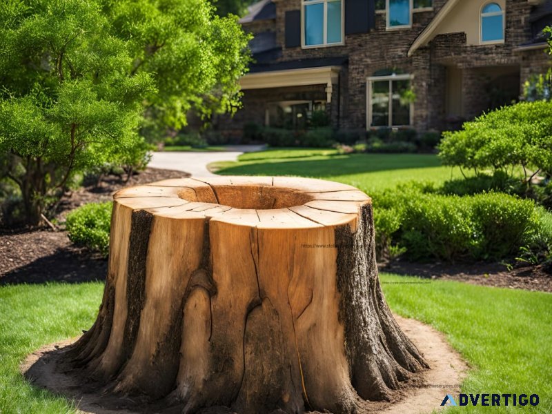 Reliable tree services in texas – stellar tree services