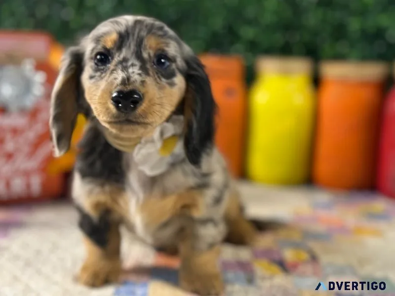 Dapple mini dachshund puppies