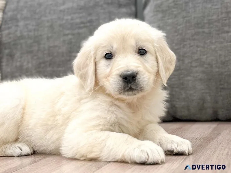 Cute male and female golden retriever puppies