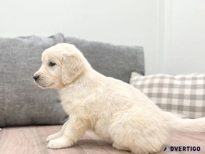 Adorable golden retriever puppies