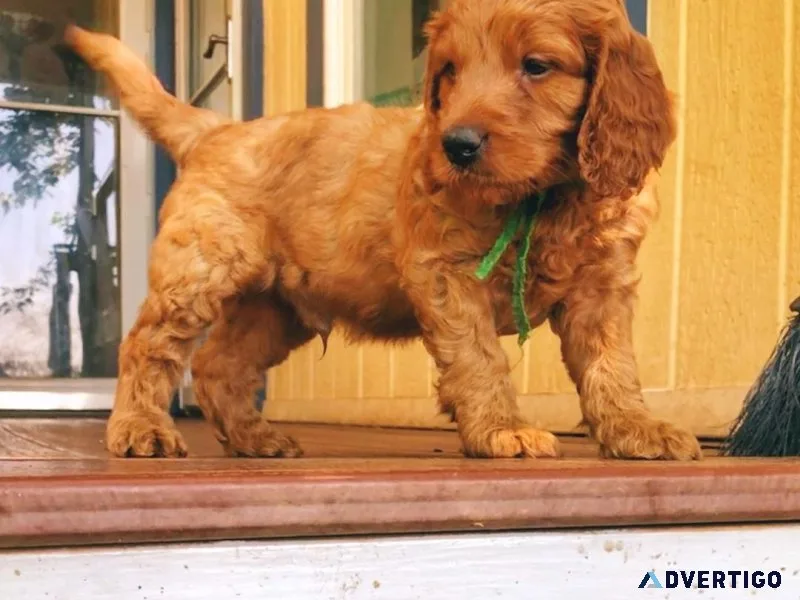Miniature goldendoodle female puppy